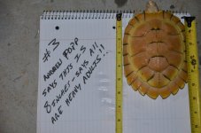 Popp Turtle Three.jpg