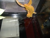 crested male.jpg