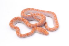 albino-brazilian-1-sm.jpg