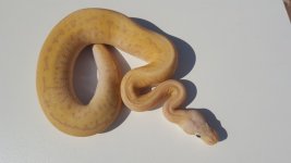banana leopard pastel pinstripe.jpg