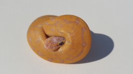 banana leopard pin het clown.jpg