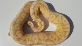 super pastel banana yellow belly.jpg