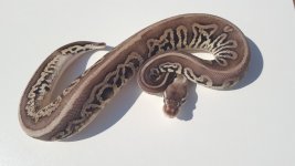 leopard pewter.jpg