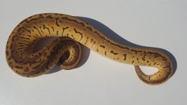 leopard lemonblast.jpg