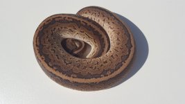 leopard cinnapin.jpg