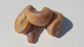 banana het clown.jpg