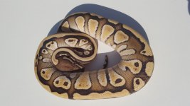 lesser het clown.jpg