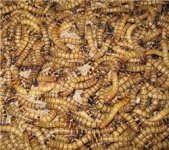 superworms.jpg