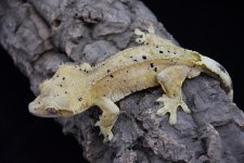 DSC_0524.jpg