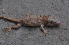 DSC_0739.jpg