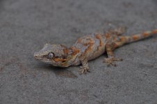 DSC_0749.jpg