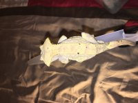 IMG_1867.jpg