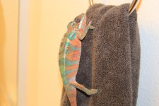 IMG_9914.jpg