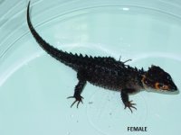 female.small.jpg