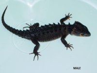 male.small.jpg