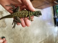 20170607_094217.jpg