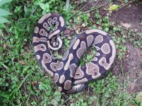 Proven breeder het unnamed codom axanthic female #16 1800 gm $300.00.jpg