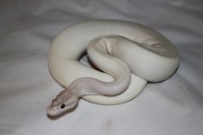 ivory.jpg