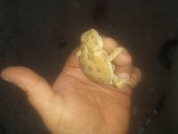 horned toad.jpg