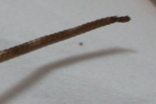 zWH-2-2.JPG