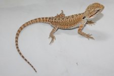 Lht-1m-1.jpg