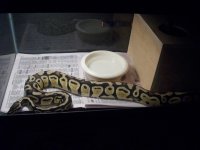 snakes%20022.jpg
