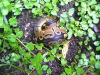 2017 het Albino male #1 80 gm $36.00.jpg
