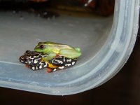 AAA Hyperolius riggenbachi.jpg