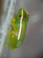 AAA Hyperolius riggenbachi 3.jpg