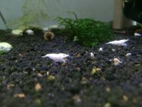 White Shrimp.jpg