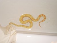 albino2.jpg