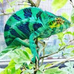 IMG_20170411_225955_278.jpg