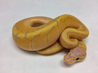 BANANA PINSTRIPE M3.jpg