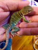 Babyfemale1-2.jpg
