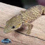 baby-eurydactylodes-agricolae-gecko.jpg