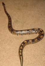 snake15.jpg