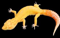 aptor504a.jpg