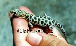 granite night lizard Medium Web view.jpg