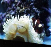 gold stripe maroon clownfish Medium Web view.jpg