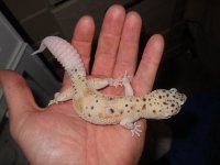 Geckos 037.jpg