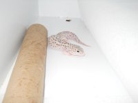 Geckos 034.jpg