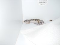 Geckos 035.jpg