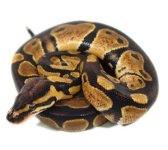 normal-ball-python-300x268.jpg