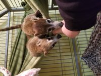 coati.jpg