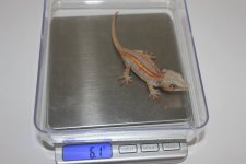 517g6.jpg