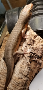 male juv 3.png