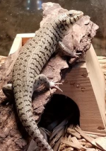 female juv 3.png