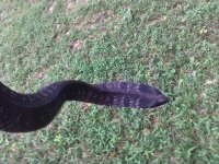 IMG_20170922_154933.jpg