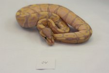 BP24.jpg