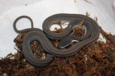 Dragon Snake.jpg